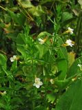 Gratiola officinalis. Верхушки цветущих растений. Нидерланды, провинция Noord-Holland, Amstelveen, ландшафтный парк Dr. Jac. P. Thijssepark. 28 июня 2009 г.