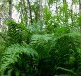 Athyrium filix-femina