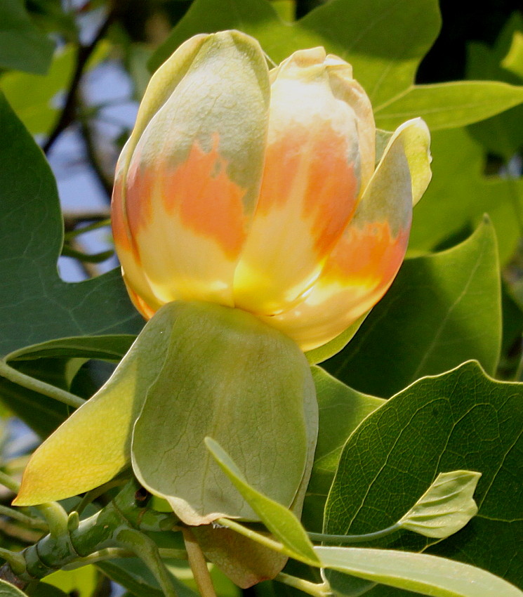 Изображение особи Liriodendron tulipifera.