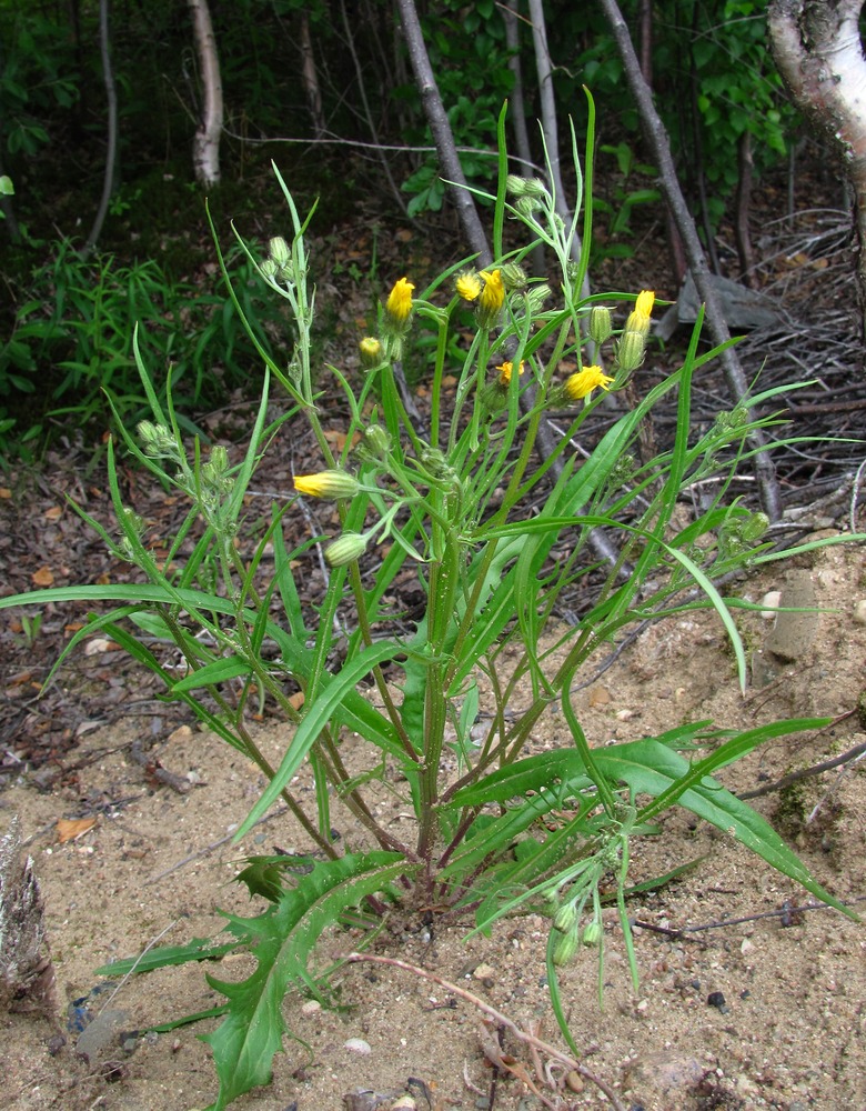 Image of Crepis tectorum specimen.
