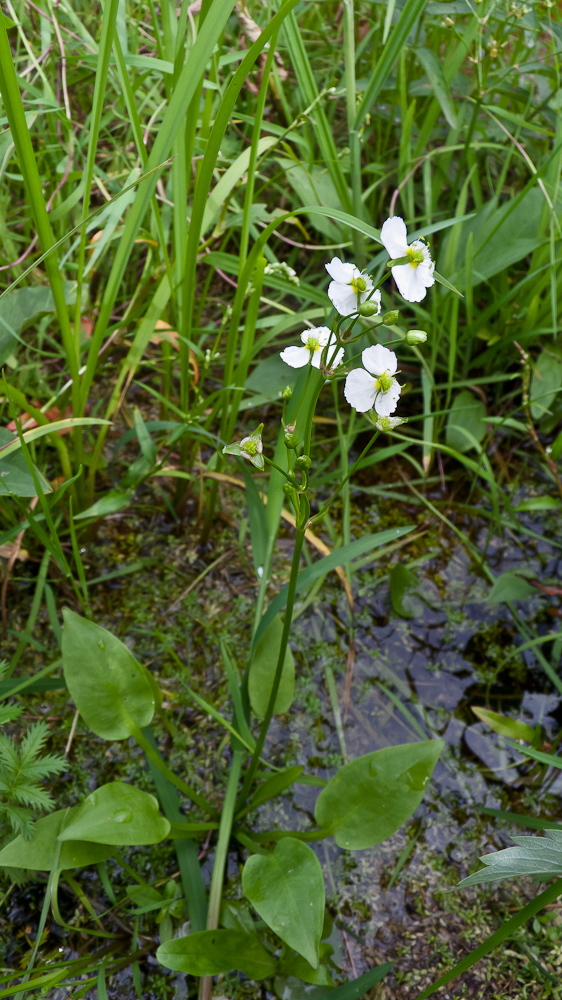 Image of Alisma plantago-aquatica specimen.