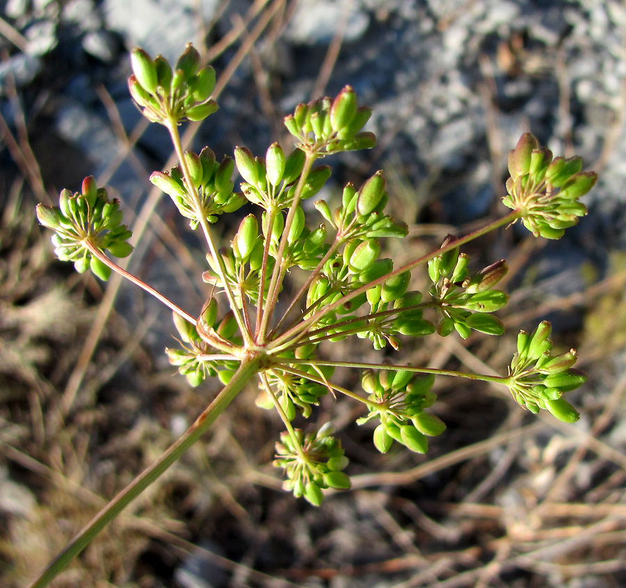 Image of Peucedanum tauricum specimen.