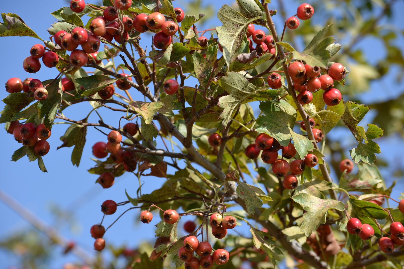 Image of genus Crataegus specimen.