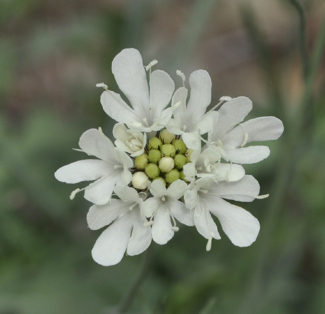 Image of Scabiosa ochroleuca specimen.