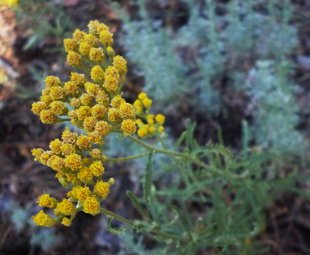 Изображение особи Achillea micrantha.