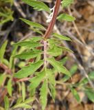 Patrinia rupestris