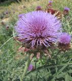 Cynara scolymus. Соцветие. Крым, Симферополь, ботсад университета. 11 июля 2009 г.