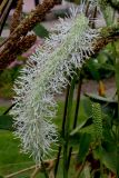 Sanguisorba canadensis. Соцветие. Германия, г. Крефельд, Ботанический сад. 06.09.2014.