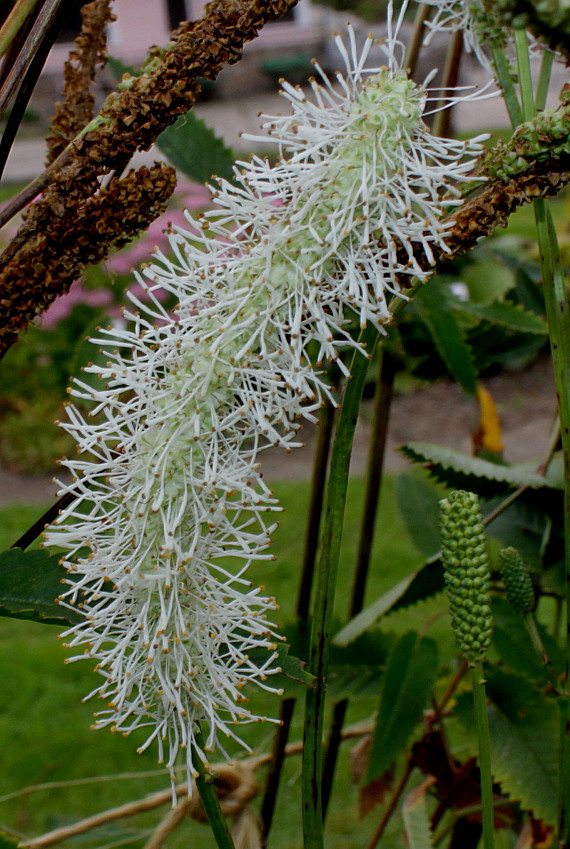 Изображение особи Sanguisorba canadensis.