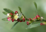 Polygonum arenastrum. Верхушка побега с раскрывающимися и раскрывшимся цветком. Петрозаводск, конец сентября.