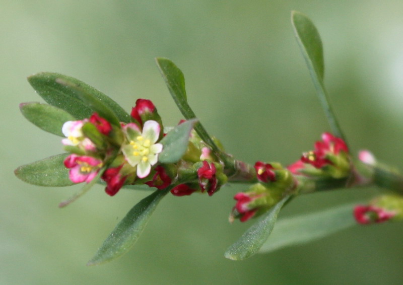 Изображение особи Polygonum arenastrum.
