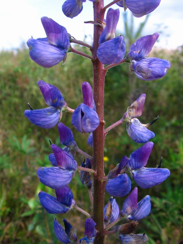 Изображение особи Lupinus polyphyllus.