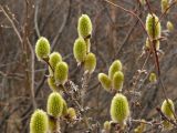 Salix lanata. Ветвь с женскими соцветиями. Мурманская область, Североморский р-н. Май 2009 г.