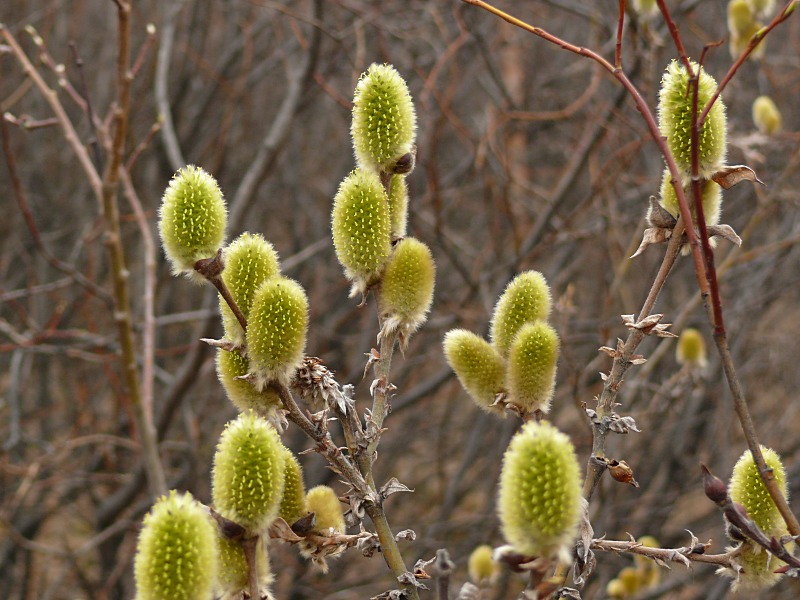 Image of Salix lanata specimen.