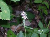 Epipactis helleborine