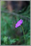 Geranium palustre