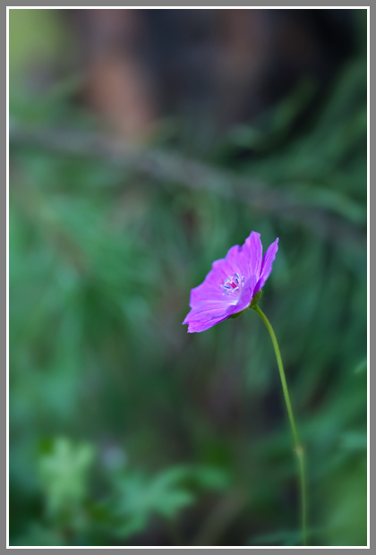 Image of Geranium palustre specimen.