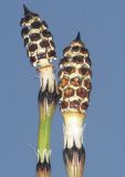 Equisetum variegatum