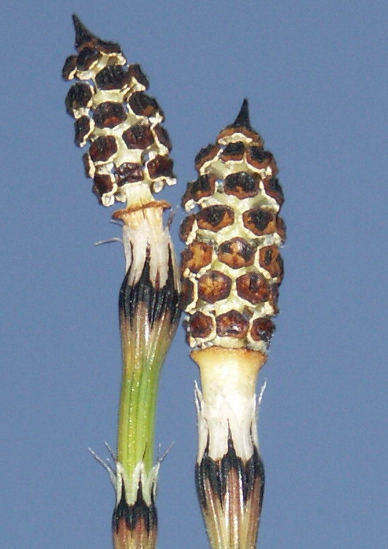 Изображение особи Equisetum variegatum.