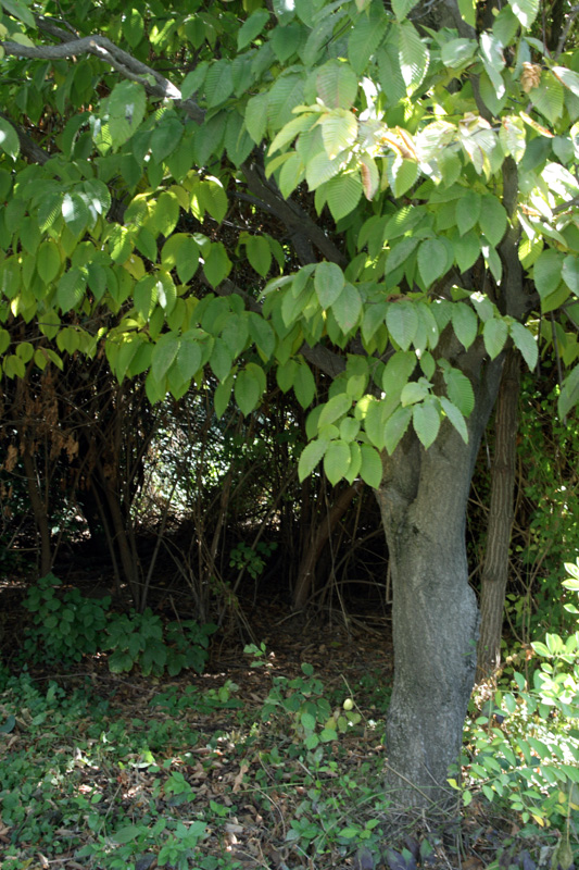 Image of Carpinus cordata specimen.