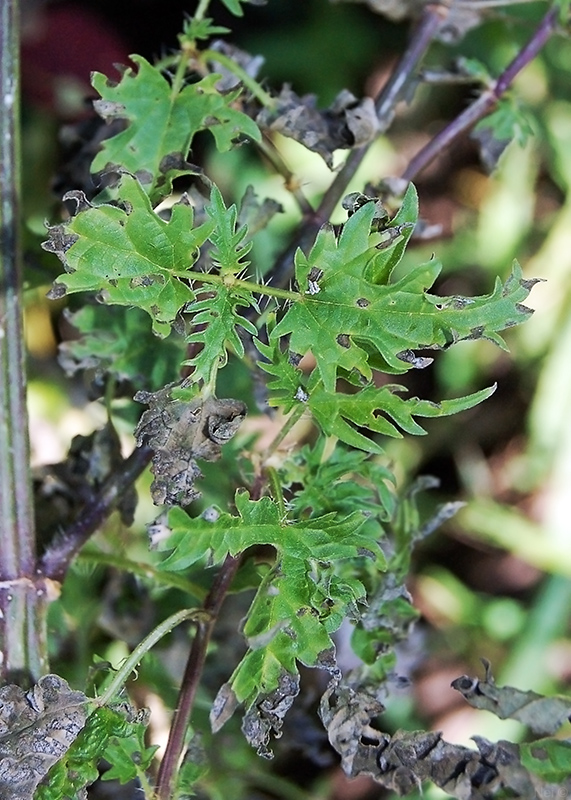 Image of Urtica cannabina specimen.