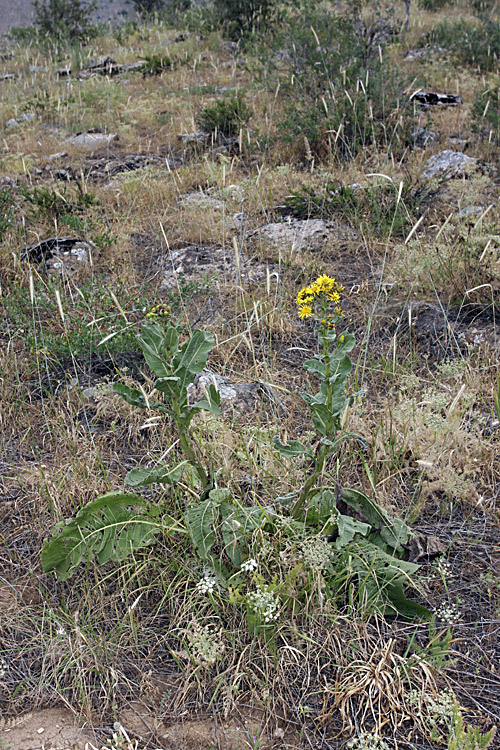 Изображение особи Inula macrophylla.