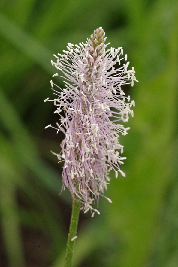 Image of Plantago media specimen.