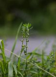 Polygonum aviculare