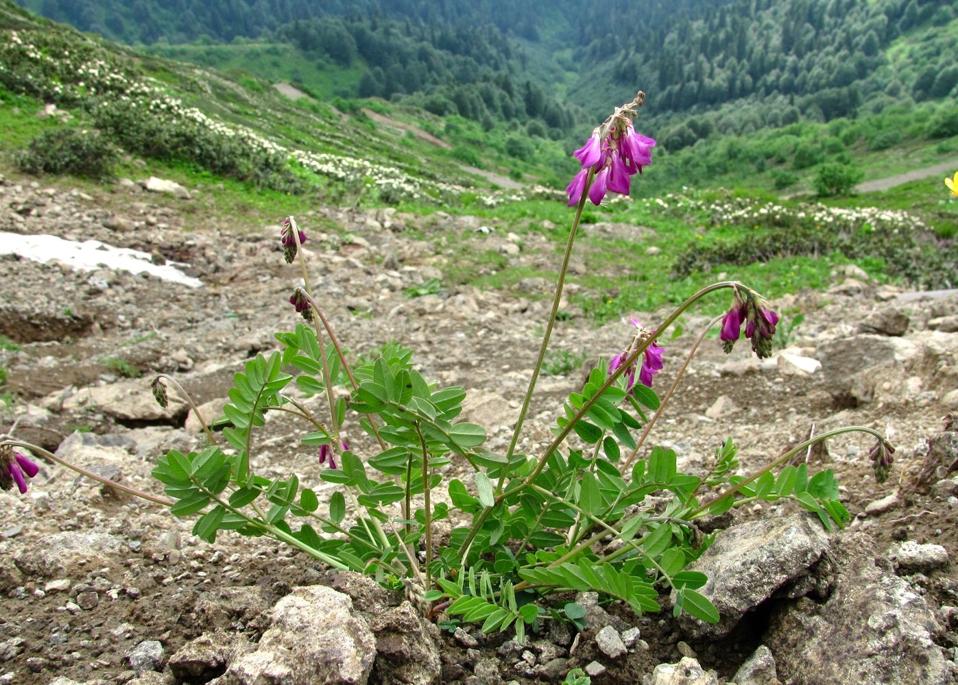 Изображение особи Hedysarum caucasicum.