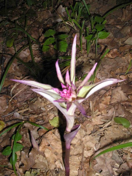 Image of Epipactis purpurata specimen.