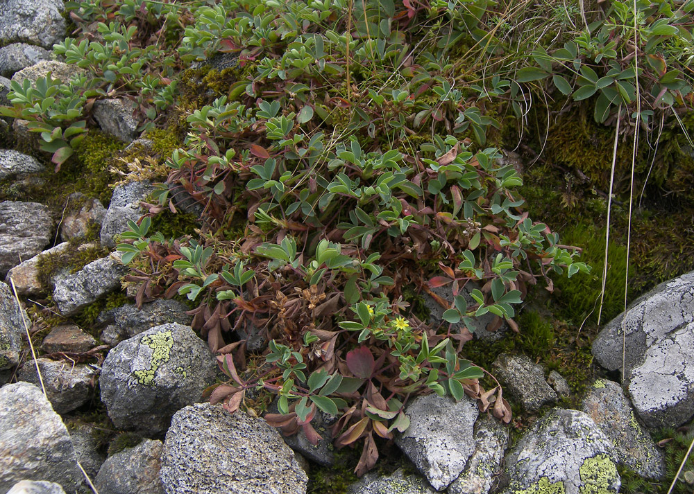 Изображение особи Sibbaldia parviflora.