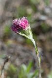 Antennaria dioica. Верхушка побега с пестичными соцветиями-корзинками. Кольский п-ов, Кандалакшский берег Белого моря, лишайниково-кустарничковая тундра. 24.06.2015.