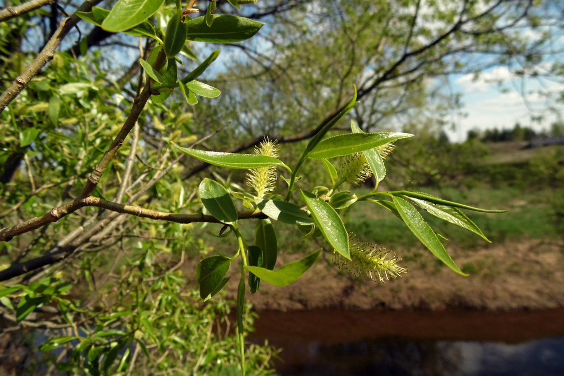 Image of Salix euxina specimen.