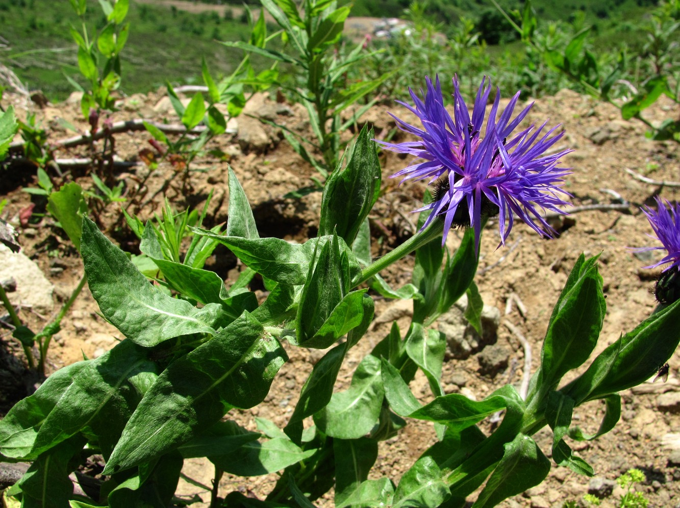 Image of Centaurea nigrofimbria specimen.