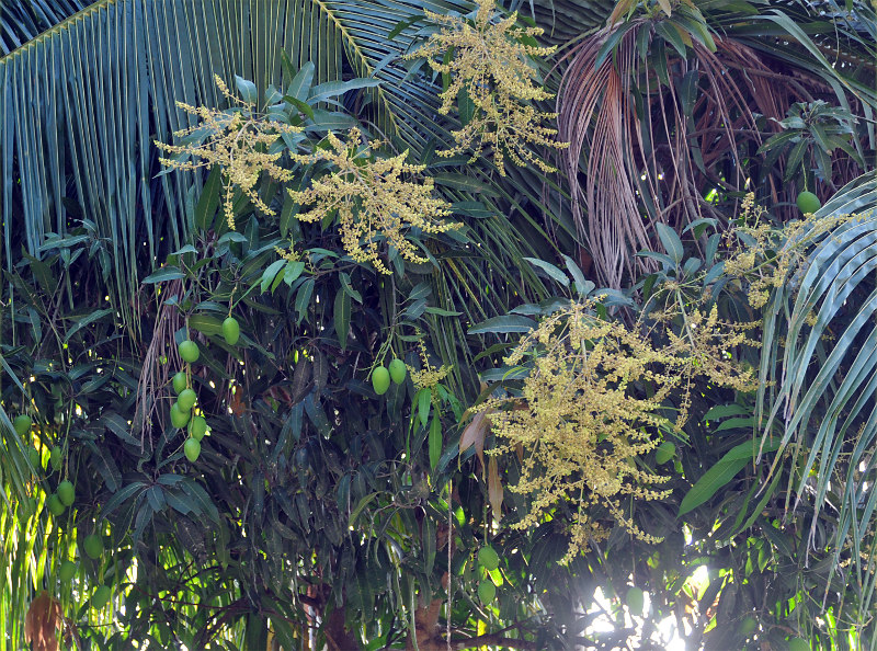 Image of Mangifera indica  specimen.