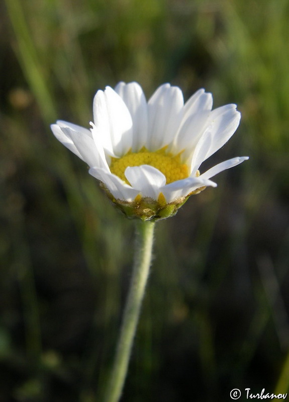 Image of Anthemis tranzscheliana specimen.