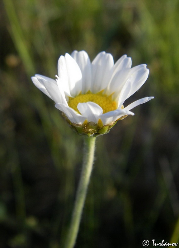 Изображение особи Anthemis tranzscheliana.