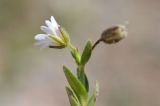 Cerastium pusillum