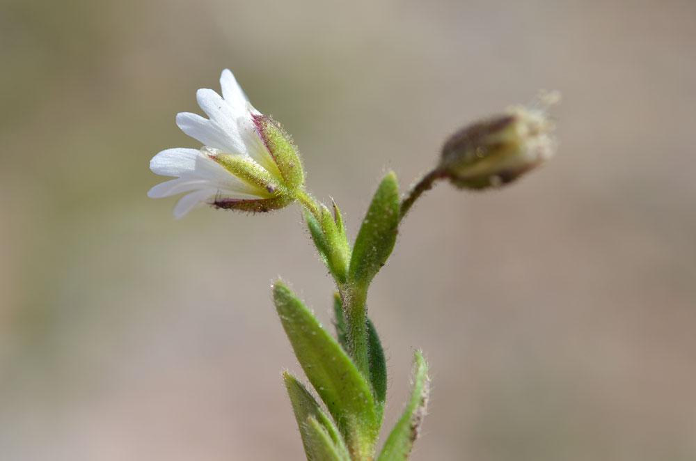 Изображение особи Cerastium pusillum.