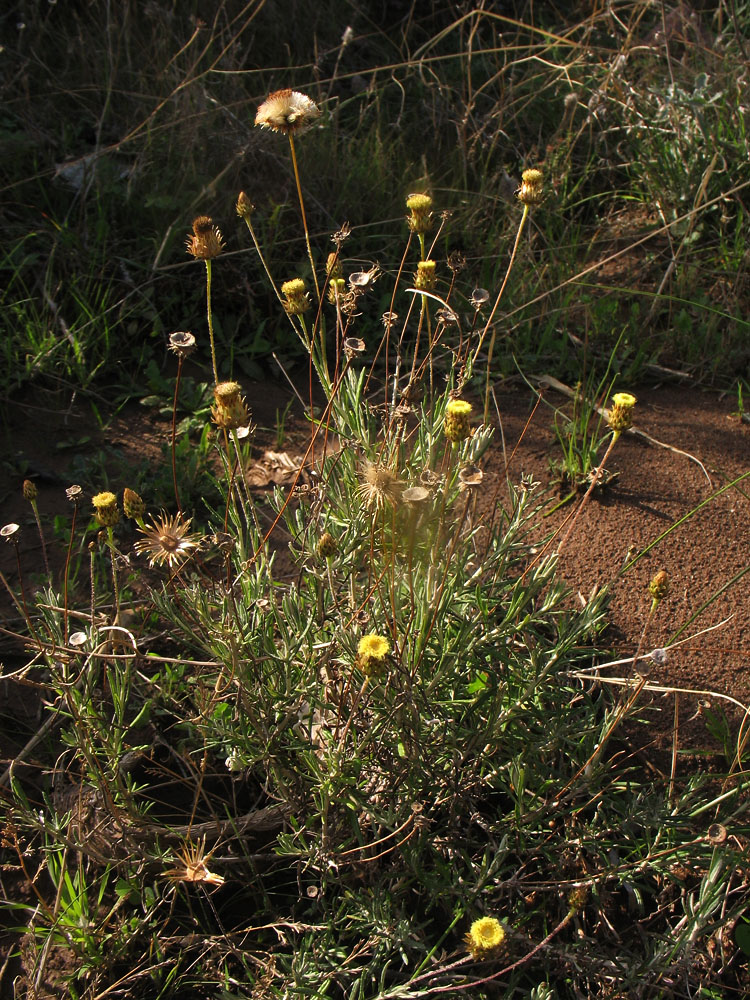 Image of Phagnalon saxatile specimen.