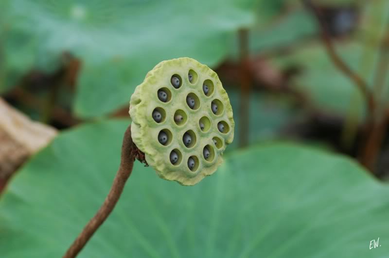 Image of Nelumbo nucifera specimen.