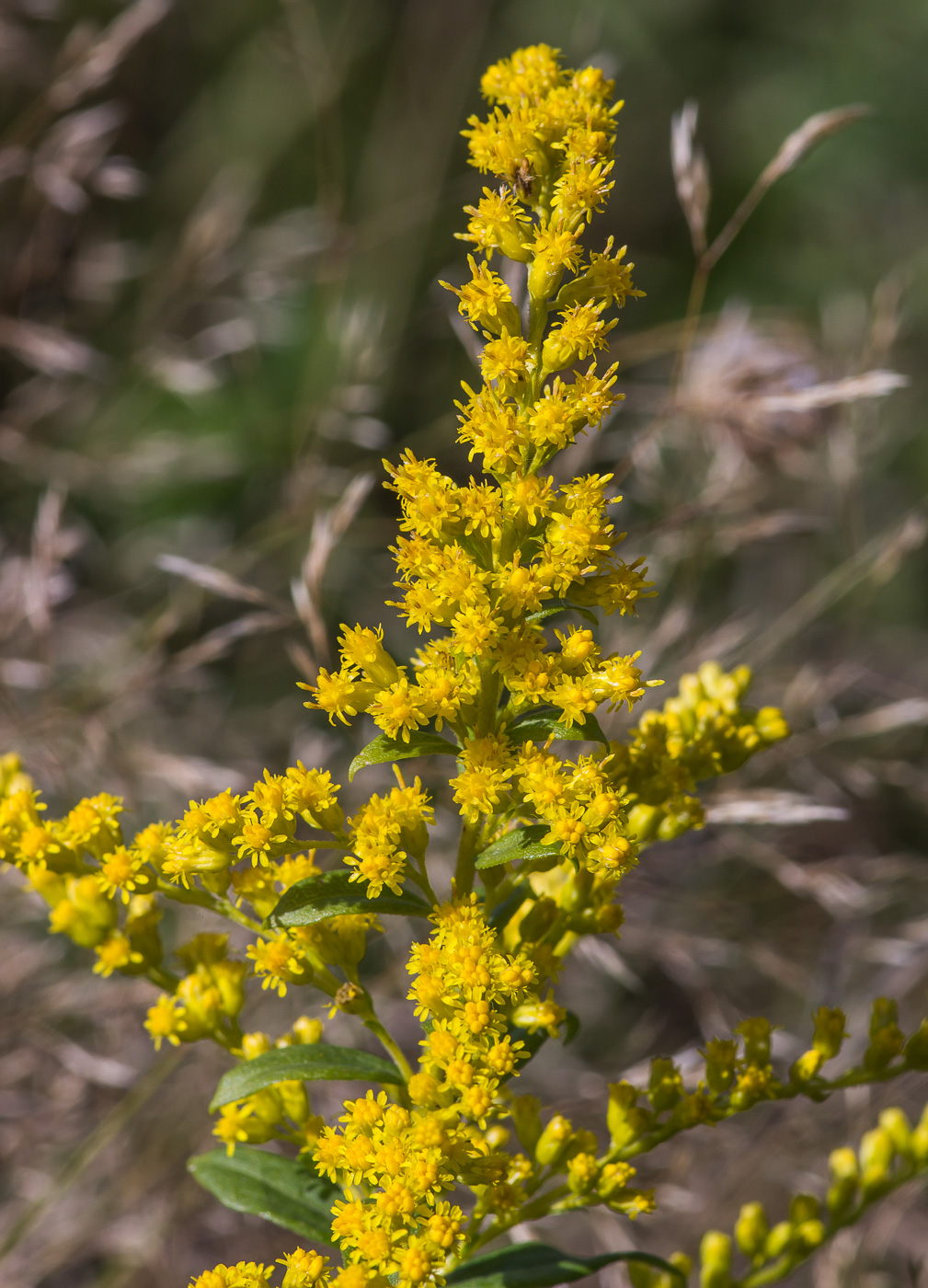 Image of Solidago canadensis specimen.