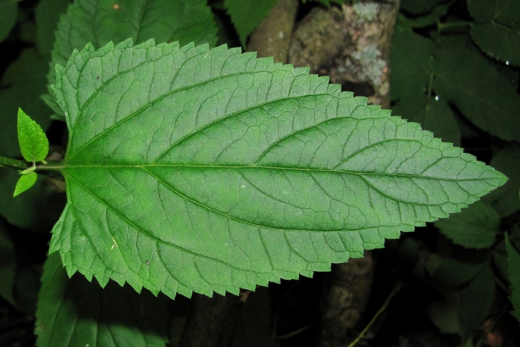 Image of Scrophularia nodosa specimen.