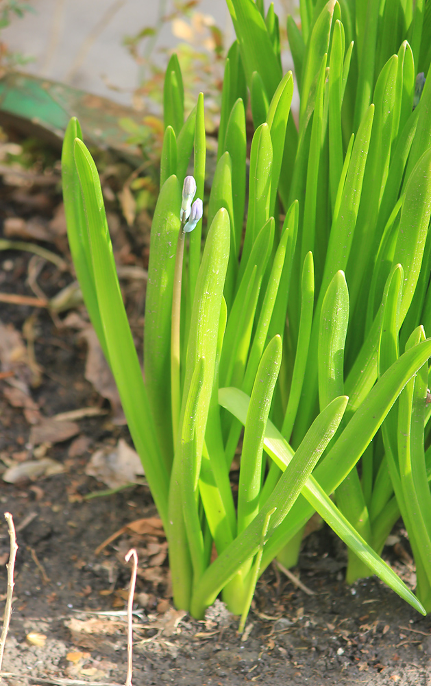 Изображение особи Hyacinthus orientalis.