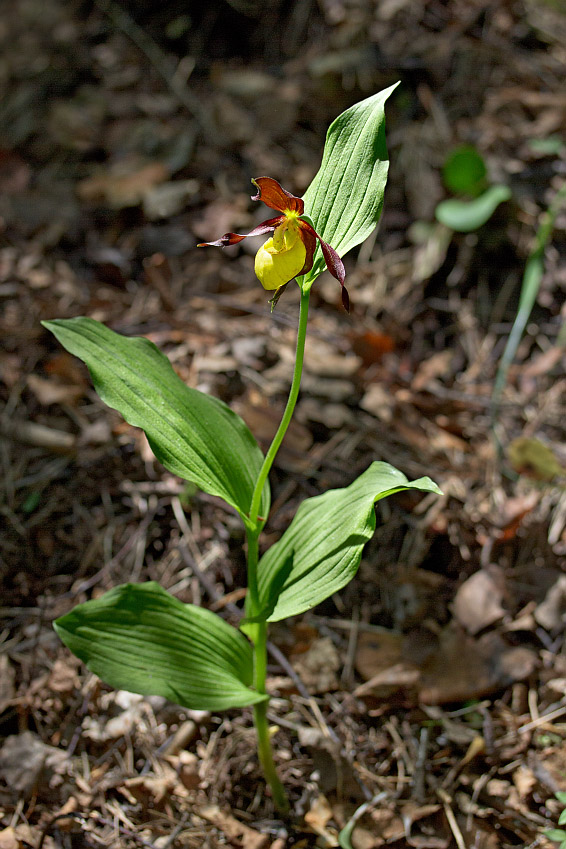 Image of Cypripedium calceolus specimen.