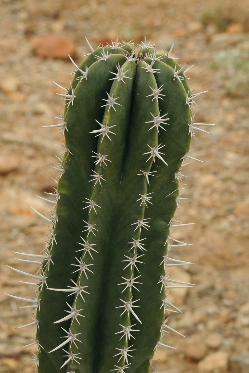 Image of Pachycereus pecten-aboriginum specimen.