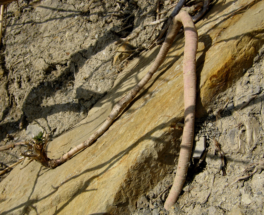 Image of Seseli ponticum specimen.