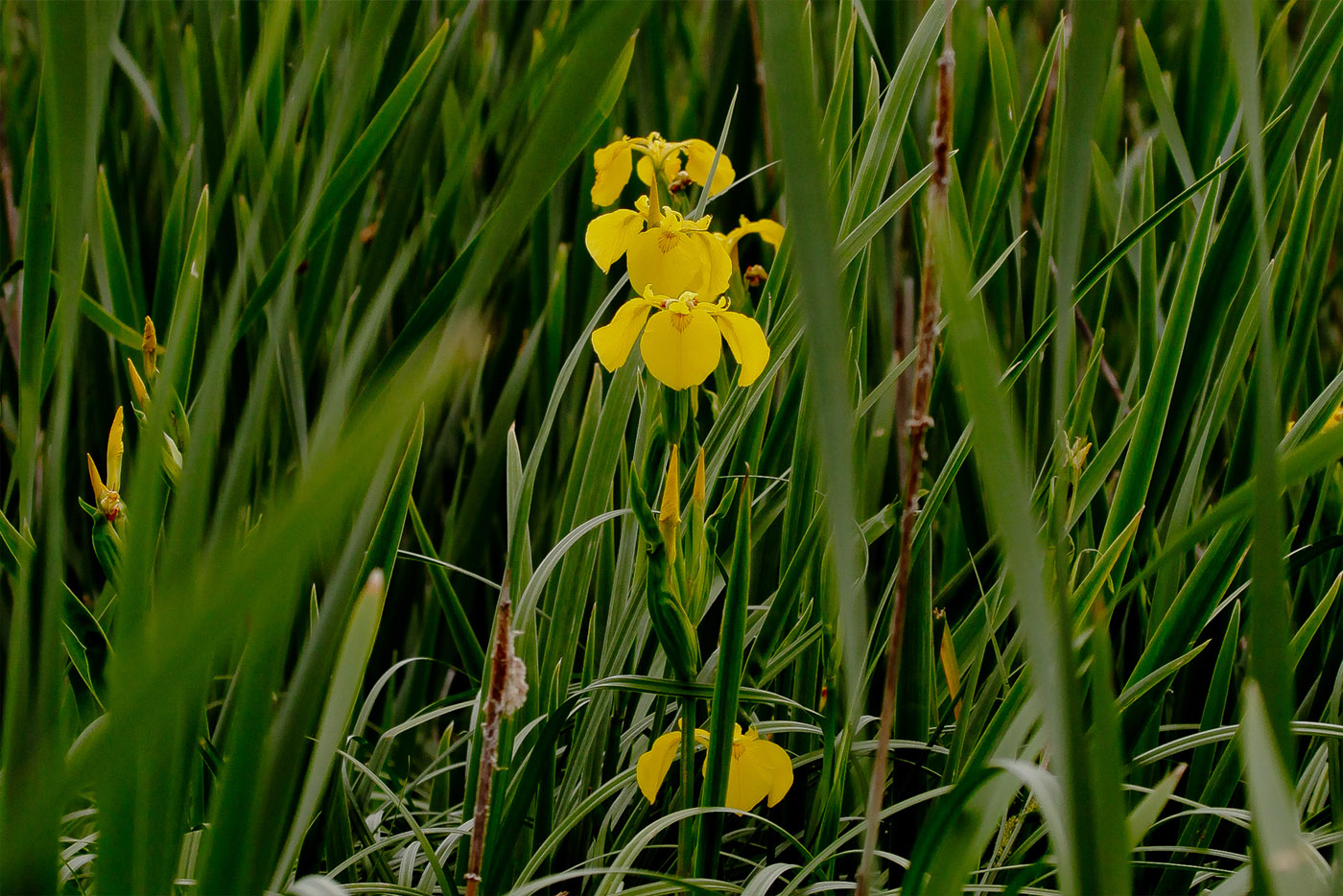 Image of Iris pseudacorus specimen.