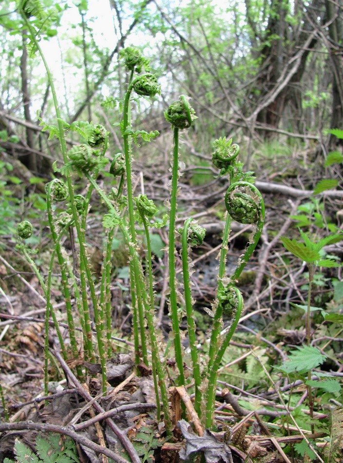 Изображение особи Dryopteris carthusiana.