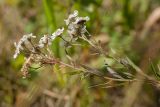 Achillea ptarmica. Верхушка цветущего растения с сидящими насекомыми. Ленинградская обл., Всеволожский р-н, окр. пос. Медовое, выкашиваемая лужайка на опушке березняка на склоне холма. 24.08.2015.